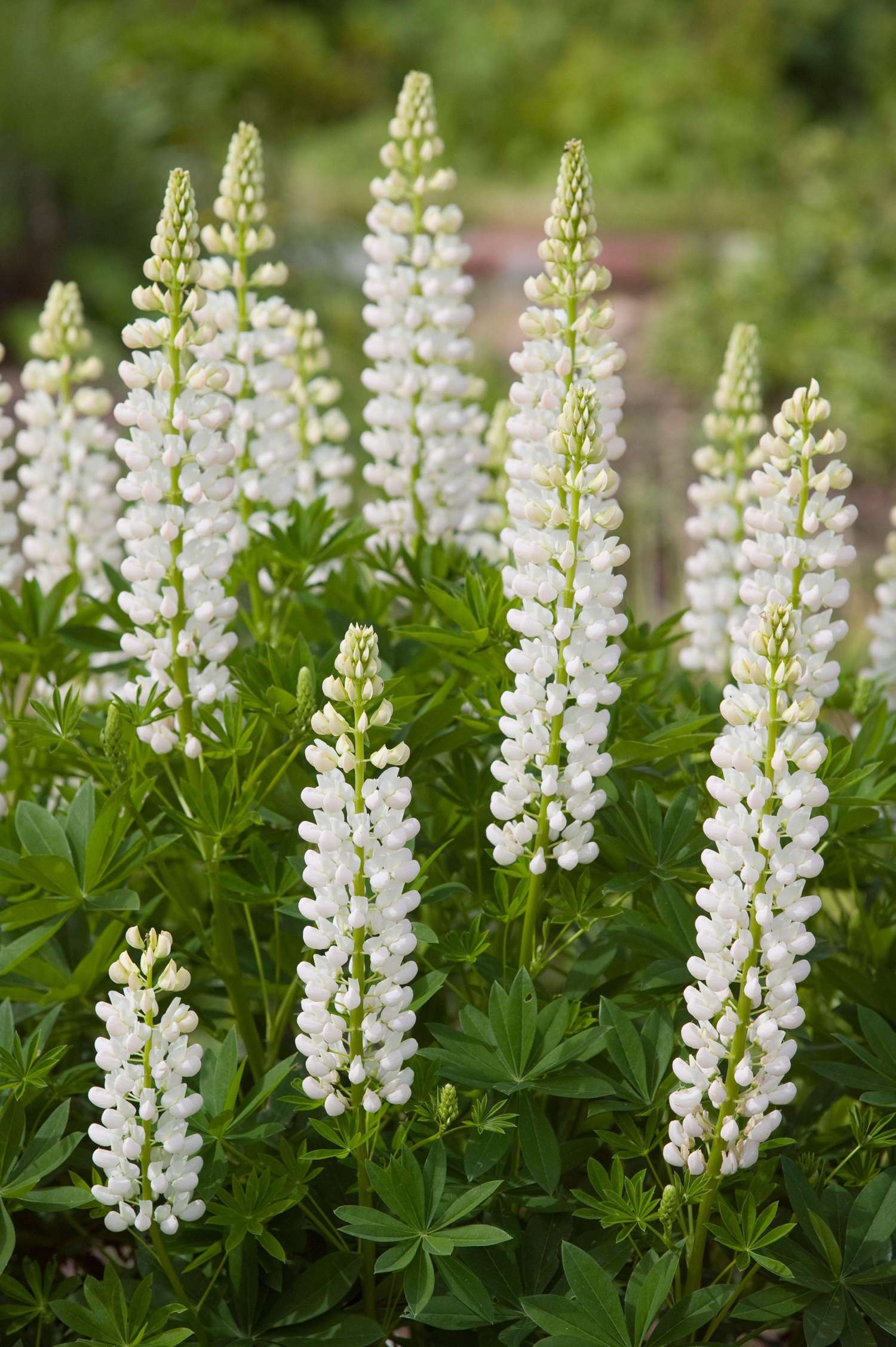 Lupin 'Noblemaiden' (hvid)